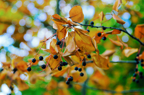 Объектив Индустар-50-2 для Micro 4/3 пример фото